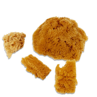 Four Natural Sea Sponges