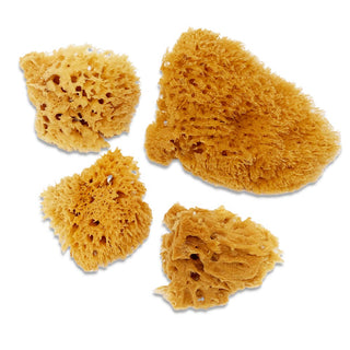 Four Wool Sponges